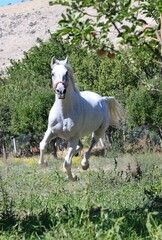 white hors on green grass