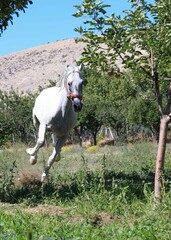 white horse in the field
