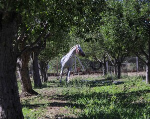 hors running in park