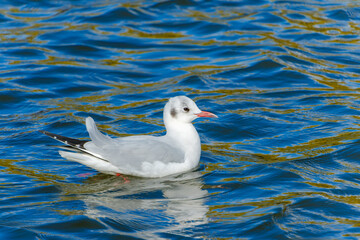 青い水面に浮かぶユリカモメ（冬羽）