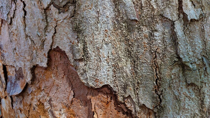 Close-up of peeling tree bark with rough texture, revealing brown layer underneath gray outer bark.