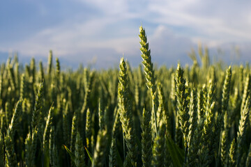 Obraz premium Young ears of young green wheat in the field in the evening.