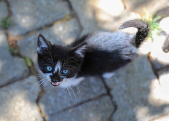 black and white kitten