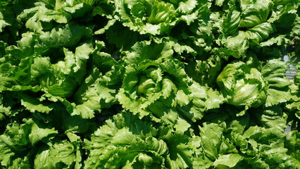 This photograph showcases multiple heads of crisp lettuce, variety Lactuca sativa var. capitata, growing closely together in a field, the bright natural light creates strong highlights and shadows
