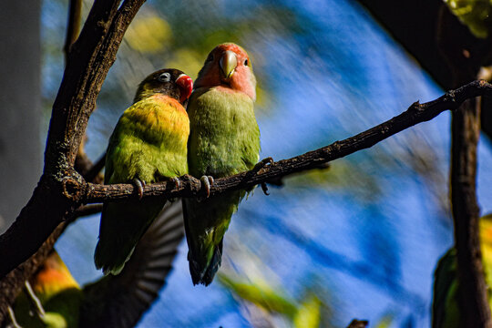 Pericos