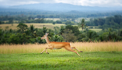 Deer sprinting freely across green field with panoramic view, photorealistic wide shot, lush grass, distant mountains, vibrant landscape, energetic wildlife, natural beauty