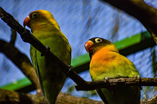 Pericos