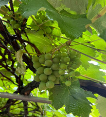 Bela  videira carregada dom frutos de uva ainda verde