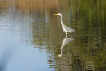 A gray heron is reflected in the shallow water, blue sky and green branches are reflected, gray heron wades through the shallow pond, slightly rippled water surface, gray plumage, Ardea cinerea