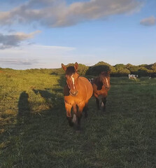 cavalos vindo em direçãoa casa da fazenda.no brasil