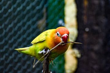 Pericos