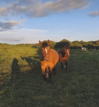 cavalos vindo em dire&ccedil;&atilde;oa casa da fazenda.no brasil