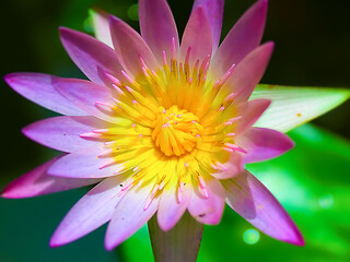Obraz premium Elegant Water Lilies in Bloom: Delicate Petals, Buzzing Bees, and Verdant Leaves