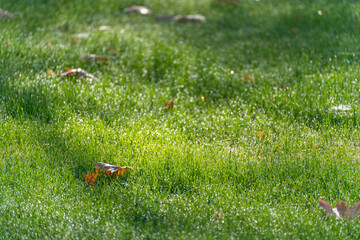 Dewy lawn sparkling in morning light. A single brown leaf rests on the grass.
