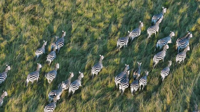 Aerial footage from hot air balloon showing zebra herd running in formation across green savanna grassland in Maasai Mara National Reserve, Kenya. Wildlife migration view.