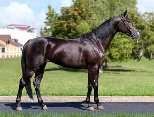 Black horse. A thoroughbred horse of the Oryol Trotter breed. Harness racing. Trotting horse race. Side view. In full growth