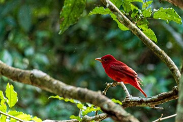 Aves