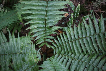 green fern leaves
