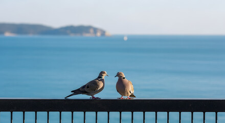 Two Doves Sitting by the Sea