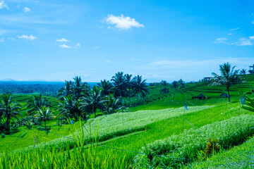 Obraz premium Iconic terraced rice fields in Bali, UNESCO heritage site, tropical agricultural landscape.