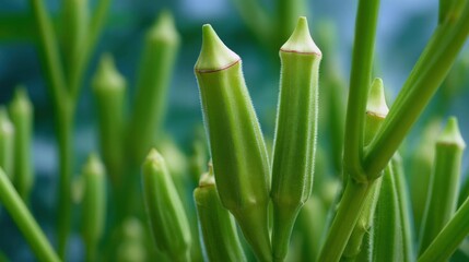 Fototapeta premium Close-up of a group of green leaves. the leaves are long and slender, with a pointed tip at the top. they are arranged in a cluster, with some overlapping each other.