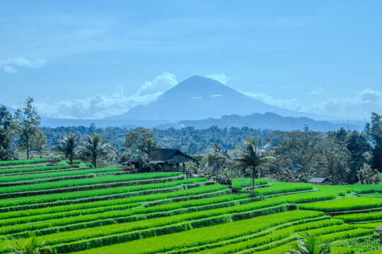 Iconic terraced rice fields in Bali, UNESCO heritage site, tropical agricultural landscape.