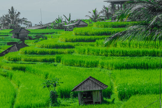 Iconic terraced rice fields in Bali, UNESCO heritage site, tropical agricultural landscape.