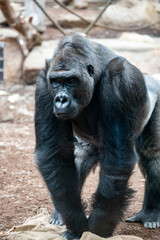 Gorilla