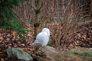 Schneeeule