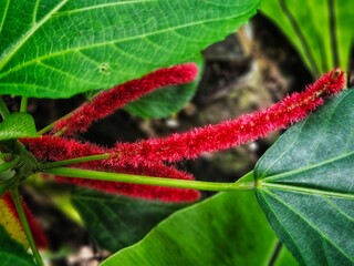 Acalypha hispida plant