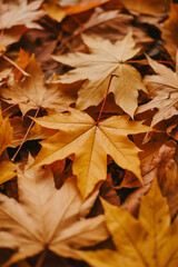 Fototapeta premium Golden maple leaves in autumn sunlight create a warm, inviting seasonal atmosphere perfect for fall-themed designs and cozy lifestyle projects