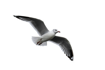 Obraz premium A single seagull in graceful flight with wings spread wide against a clear transparent sky showcasing its beautiful feathers and elegant movement