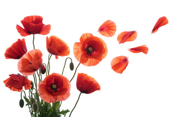 Obraz premium Red poppies on transparent background isolated with clipping path for design element, studio shot