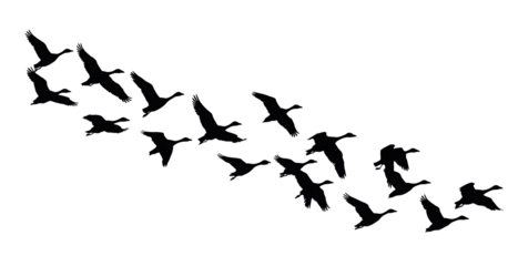 Silhouette of flying flock of canada geese in v formation on transparent background, group of birds migrate in autumn or spring season vector illustration