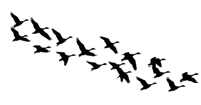 Silhouette of flying flock of canada geese in v formation on transparent background, group of birds migrate in autumn or spring season vector illustration - Powered by Adobe