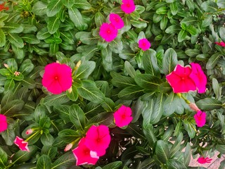 Madagascar periwinkle