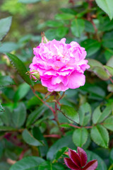 鮮やかなピンク色のバラの花が咲く初夏の庭園風景　瑞々しい緑の葉に映える美しい薔薇の花びら　ガーデンデザインやフローラル背景素材に最適