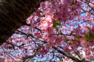 陽光に照らされた満開の桜の花　青空の下で輝くピンクの花びらが春の訪れを告げる美しい風景