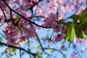 青空の下でそよ風に揺れる桜の花　柔らかな光に包まれた春のひととき　新緑とピンクのコントラストが美しい情景