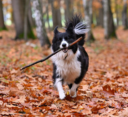 Pies Border collie w lesie