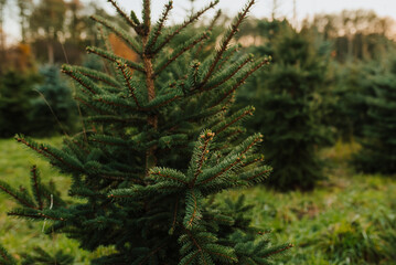 krajobraz, sosna, choinka, plantacja choinek, boże narodzenie, żywa choinka, 