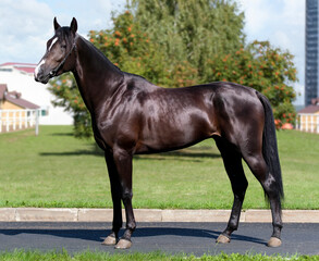 Black horse. A thoroughbred horse of the Oryol Trotter breed. Harness racing. Trotting horse race. Side view. In full growth