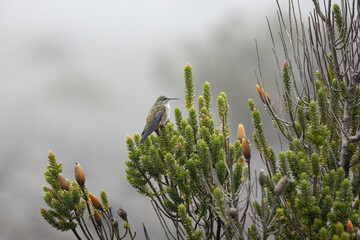 Fototapeta premium Chimborazo Hillstar hummingbird perched and feeding in the rain on Andean Chuquiraga shrubs, photographed on the slopes of Mount Chimborazo, Ecuador.