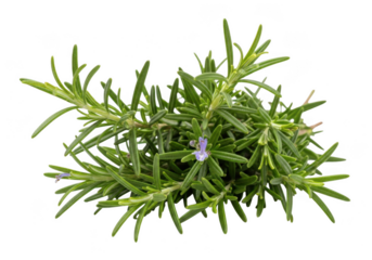Fresh rosemary sprig isolated on transparent background