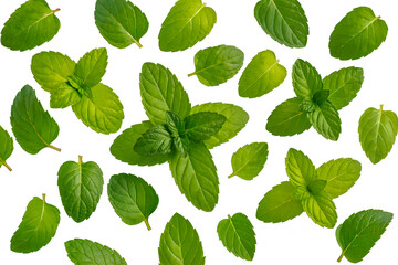 A pattern of fresh, green mint leaves and branch tops, randomly arranged on a white background.