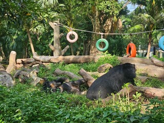 Black bear in the zoo