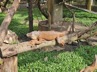 Iguana in the zoo