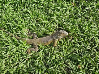 Green iguana 