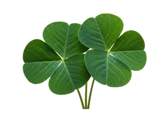 Isolated Four-leaf Clover Lucky Charm St Patricks Day symbol of good fortune and Irish heritage