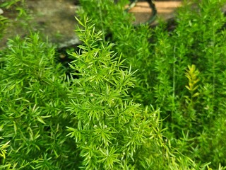 Asparagus fern plant